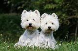 WESTIE 276